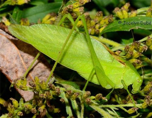 Phan�ropt�rin�s (Phaneropterinae)