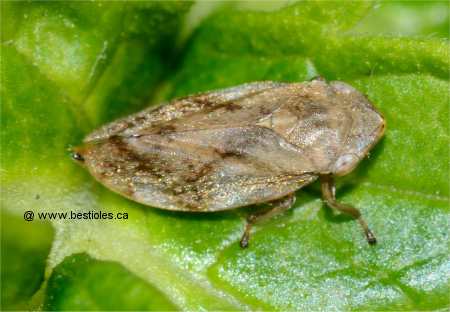 Photo de cercope, Phil�ne spureus (Philaenus spumarius)