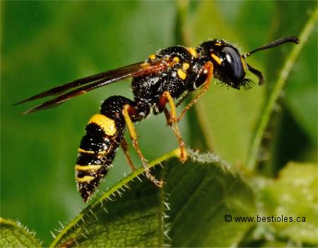 Photo de Philanthus gibbosus