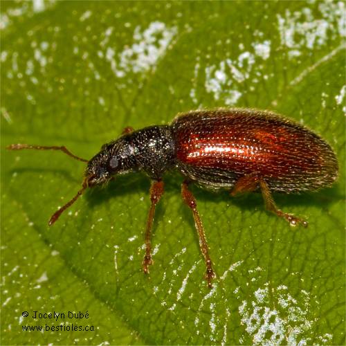 Photo de charan�on � �tuis fauves (Phyllobius oblongus)