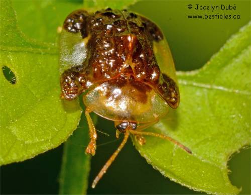 Photo de casside oursonne