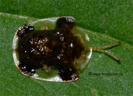 Photo d'une casside oursonne (Plagiometriona clavata)