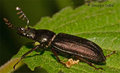 Platycerus virescens