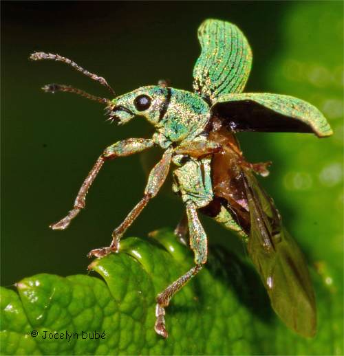 Charan�ons bleu turquoise, Polydrusus formosus (Entiminae)