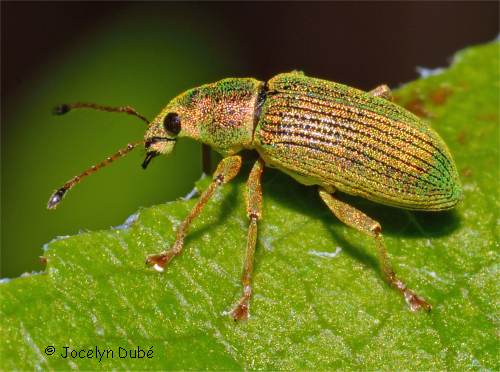 Charan�on vert p�le (Polydrusus impressifrons)