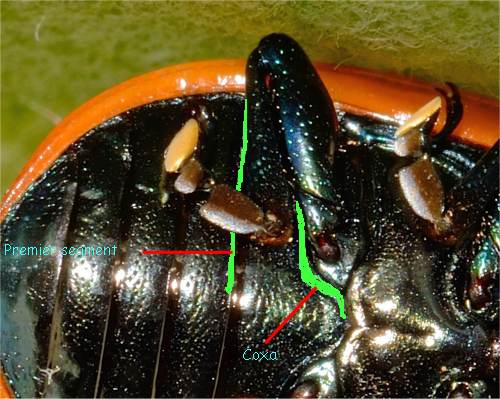 Les polyphages ont un coxa (hanche) qui ne d�passe pas le premier segment de l'abdomen