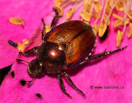Photo de scarabée japonais (Popillia japonica)