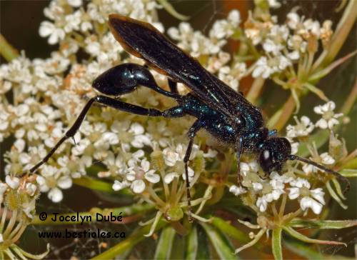 Photo d'un insecte de l'infra-ordre des acul�ates - Poti�re bleue