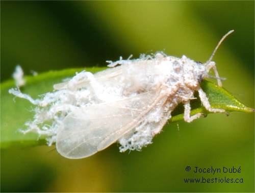 Prociphilus (Eriosomatinae)