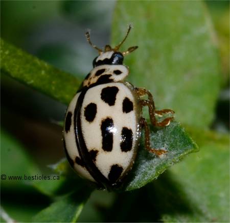 Photo de coccinelle � 14 points - Propylaea quatuordecimpunctata