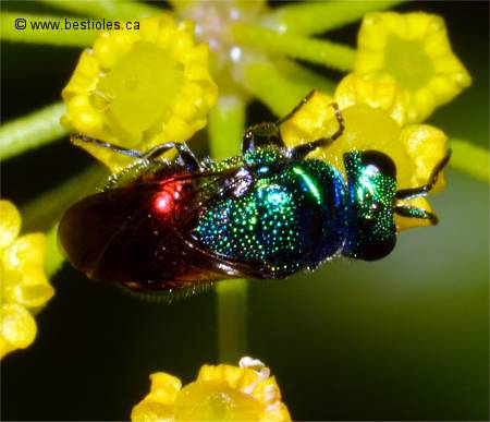 Photo de Chryside dor�e (Pseudomalus auratus)