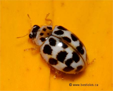 Photo de Coccinelle � 20 taches - Psyllobora vigintimaculata