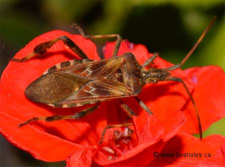 Photo d'une punaise de la famille des Cor�id�s