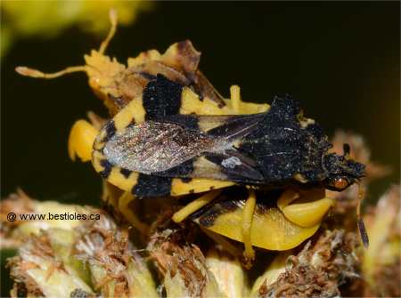 Photo d'une punaise embusqu�e m�le