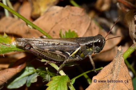 Photo d'une sauterelle