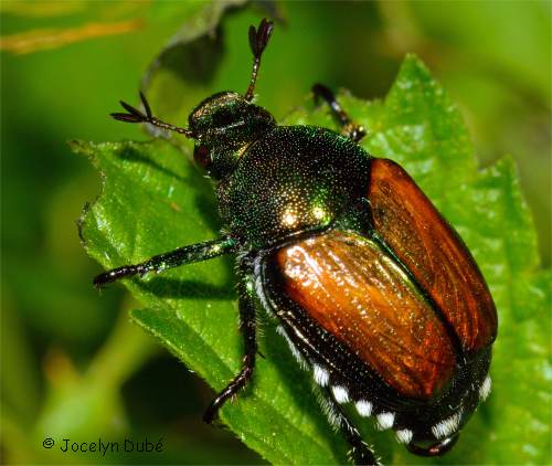Photo d'insecte de la famille Scarabaeidae (Popillia japonica)