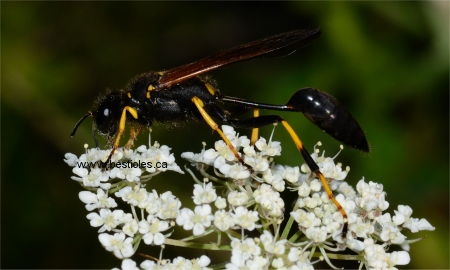 Photo de sceliphron caemantarium ou p�lop�e ma�onne