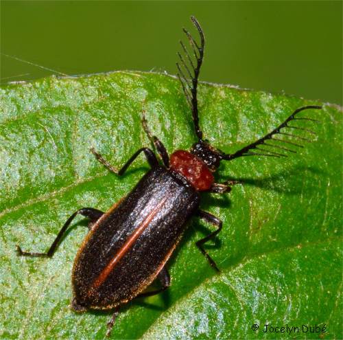 Schizotus cervicalis (sous-famille Pyrochroinae)