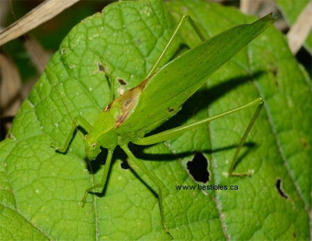 Photo d'une Scudd�rie � ailes oblongues (Phaneropterinae)