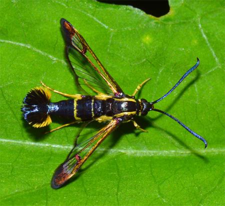 Insecte de la famille sesiidae