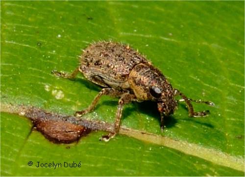 Sitone (Sitona hispidulus)