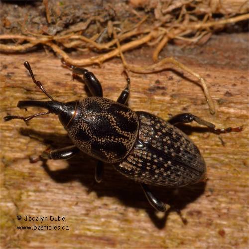 Charan�on du ma�s (Sphenophorus zeae)