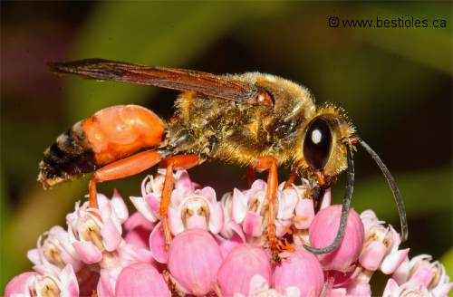 Photo de sphex dor� (Sphex ichneumoneus)