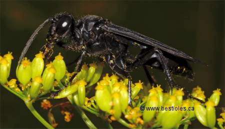 Photo de Grand sphex noir (Sphex pensylvanicus)