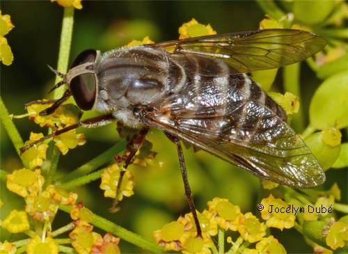 Taon � cheval (Stonemyia rasa)