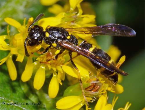 Symmorphus canadensis