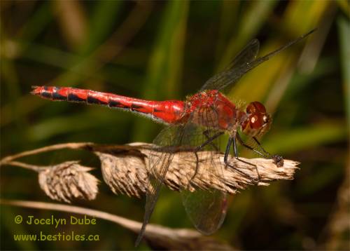 Sympétrum intime (Sympetrum internum)
