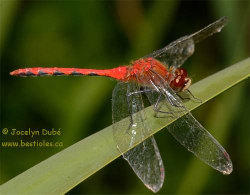 Sympétrum éclaireur (Sympetrum obstrusum)
