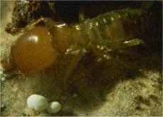 Photo de termite