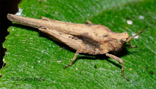 Tetrigid�s (Tetrigidae)