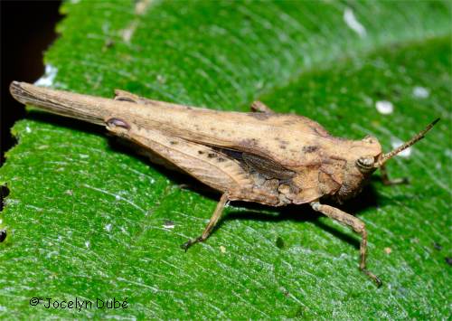 Photo d'un caelif�re (Tetrix)