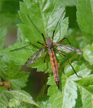 Photo d'une tipule