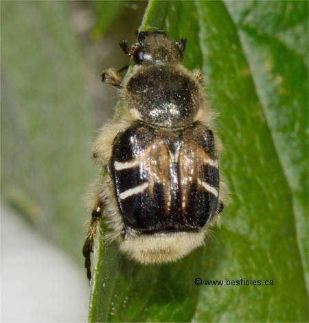Photo de scarabée des marguerites (Trichiotinus assimilis)