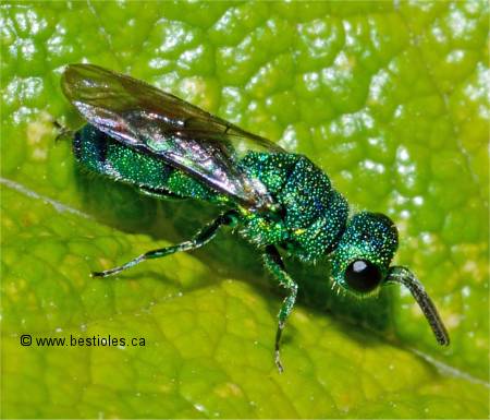 Photo de Trichrysis tridens