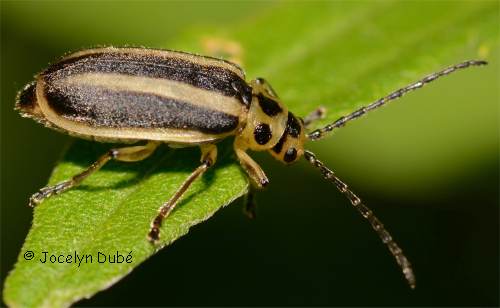 Chrysom�le des conif�res (Trirhabda borealis)