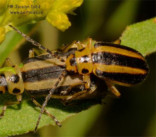 Chrysom�le ray�e de la verge d'or - Trirhabda virgata