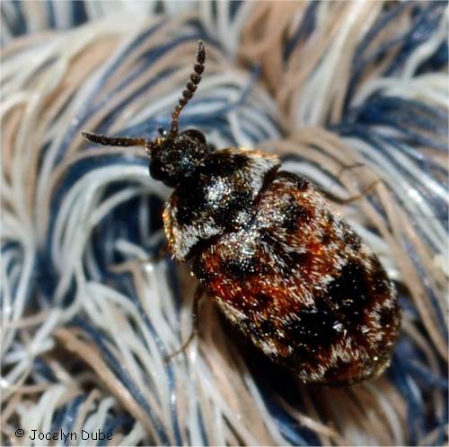 Trogoderme orn� (Trogoderma ornatum)