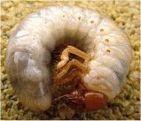 Photo d'un ver blanc de pelouse