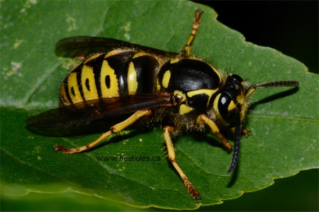 Photo d'une gu�pe germanique - Vespula germanica