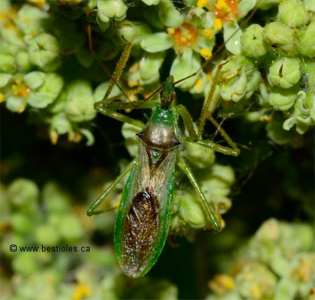 Photo de Zelus luridus adulte