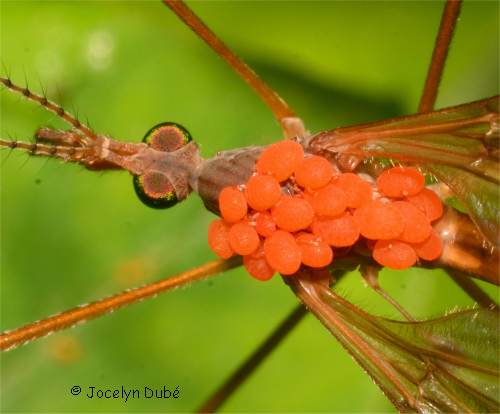 Acariens qui parasitent un insecte