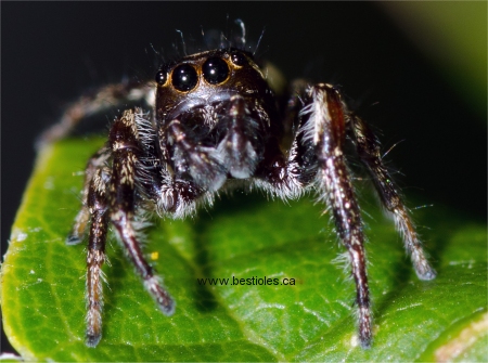 Photo d'une araign�e sauteuse (Eris militaris)