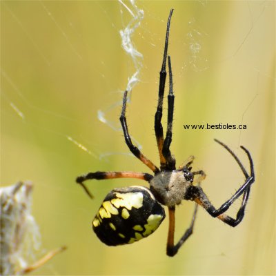 Photo d'une argiope aurantia