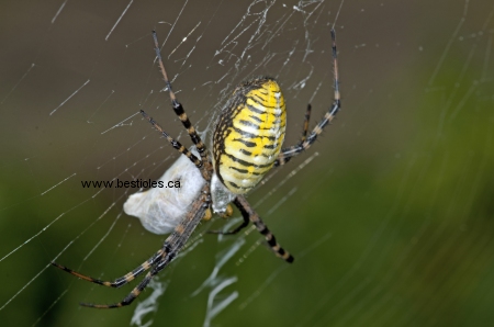 Photo d'une argiope trifasciata