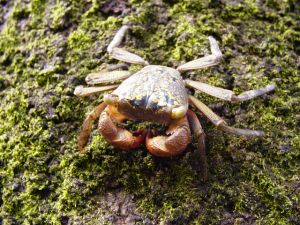 Photo d'un crabe