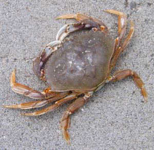 Photo de crabe